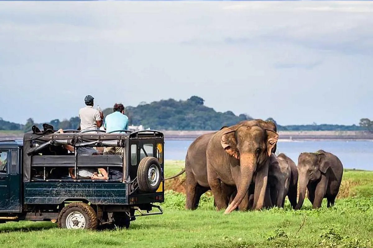 Kaudulla safari experience