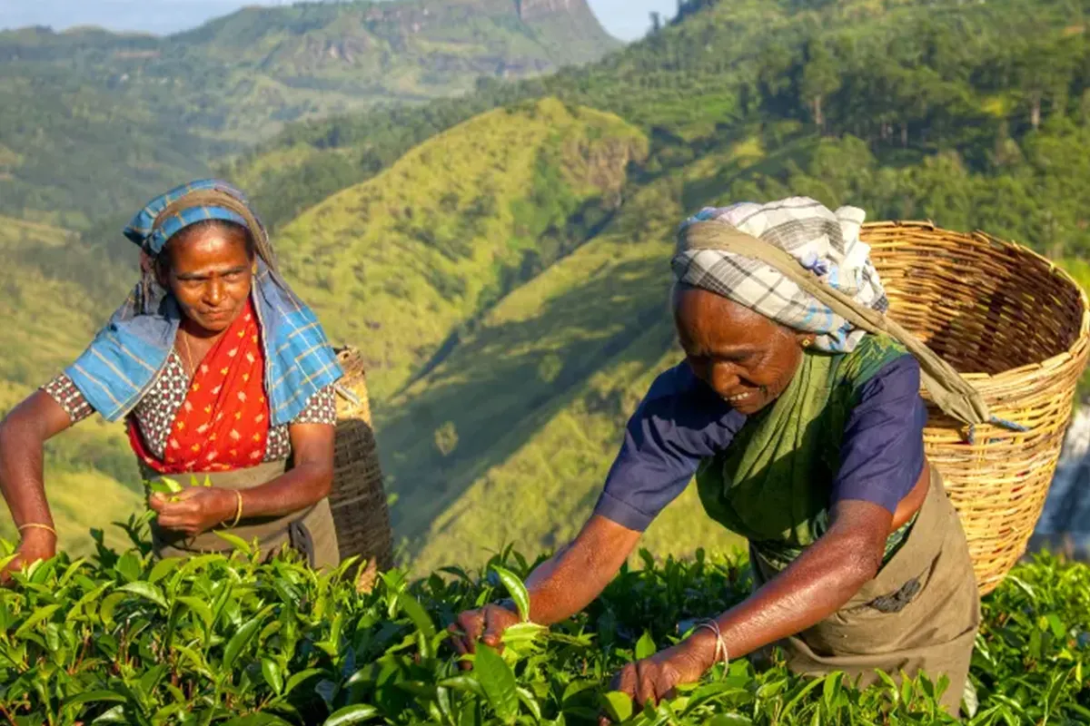 Grand Sri Lanka Explorer tour