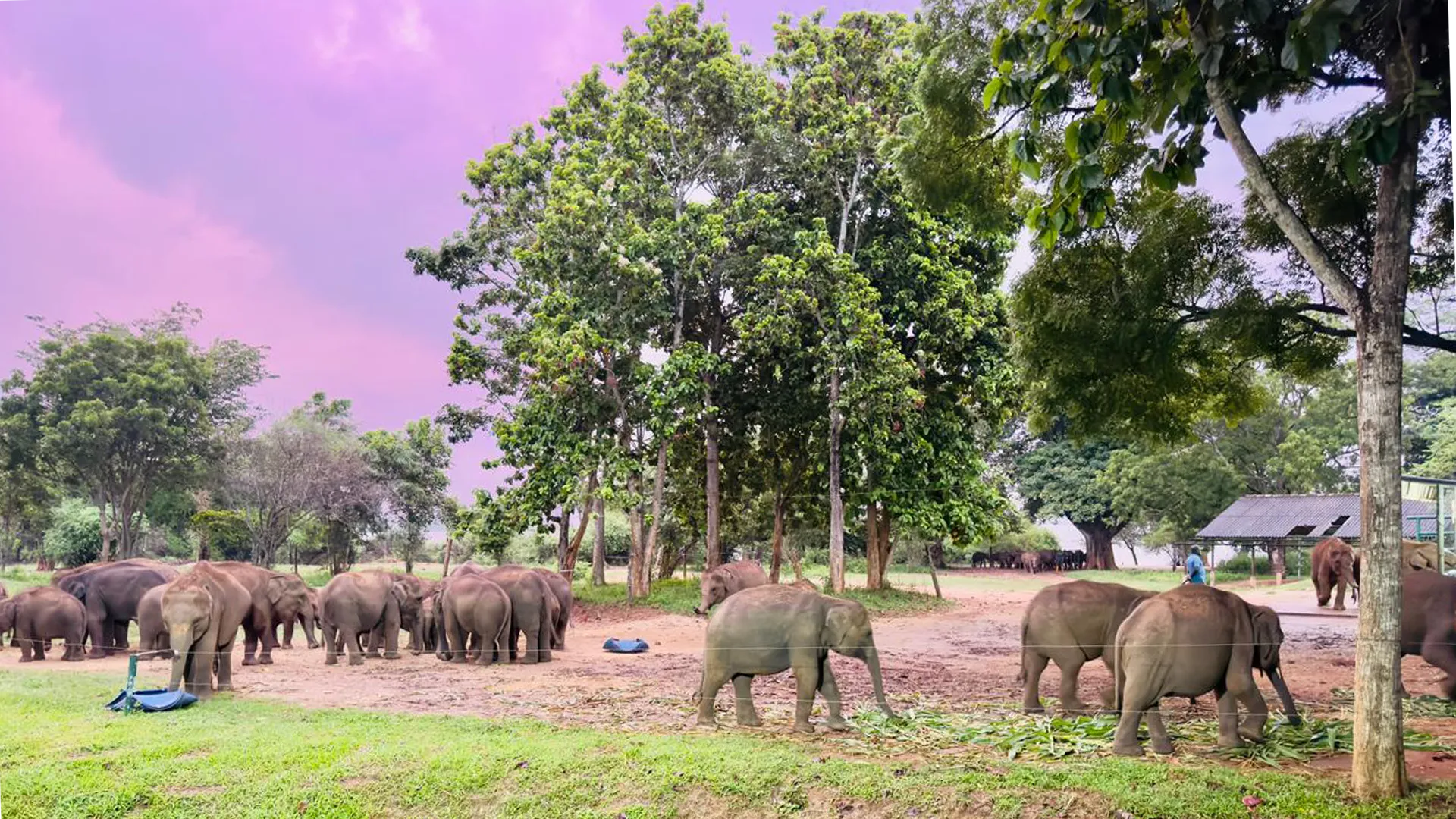 Scenic road in Sri Lanka